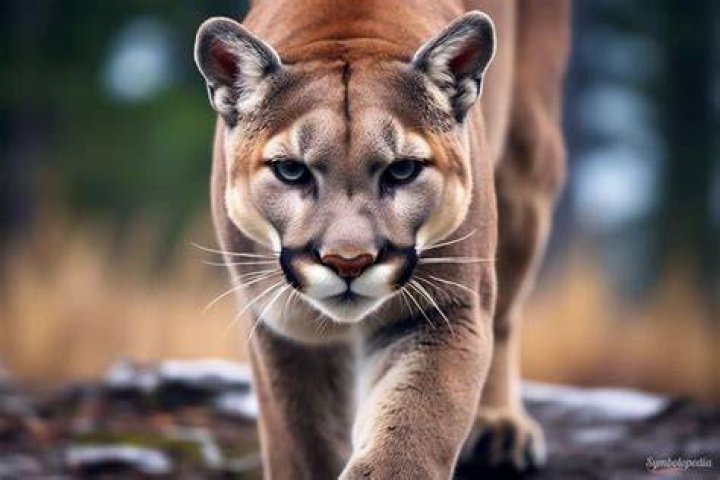 Cougar Meaning On TikTok Explained- Watch Popular TikTok Videos Related To Cougar