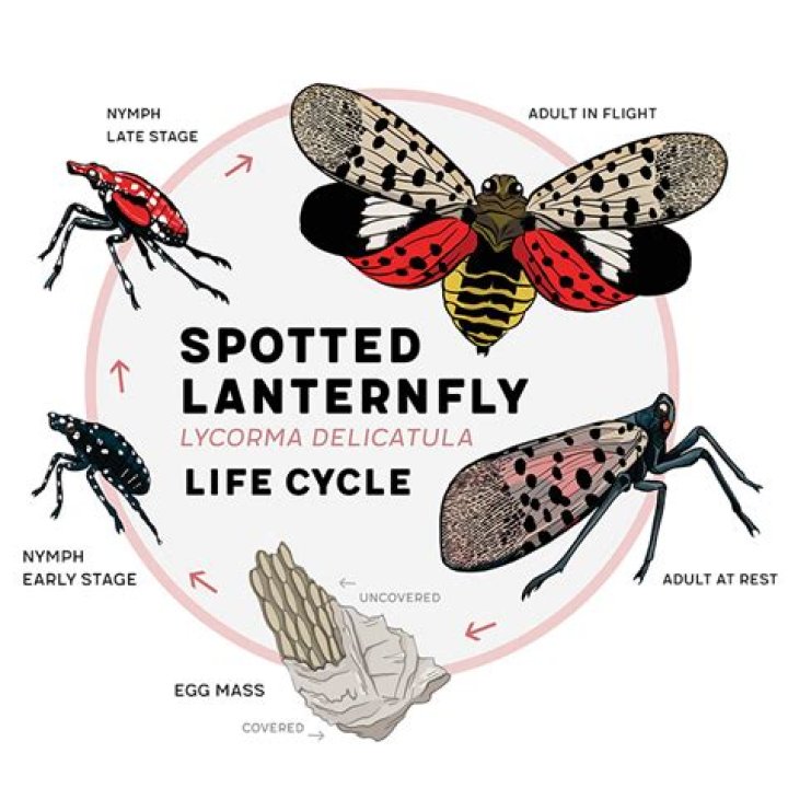 
How did the spotted lanternfly reach the United States? Exploring potential harm as insect experts advise swatting them 