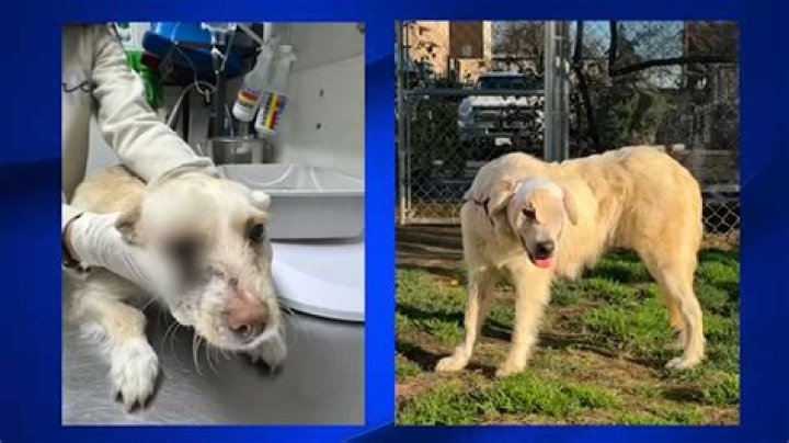 
Who Is Quishon Brown? Memphis Man Has Been Arrested & Charged With Aggravated Animal Cruelty 