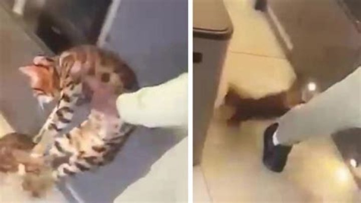 
Who is Yoan Zouma Wife? Kurt Zouma Brother Suspended Amid Cat Video 